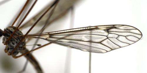 Tipula confusa